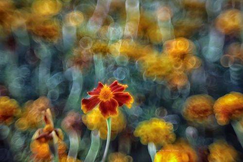 Бархатцы и кружева старой линзы