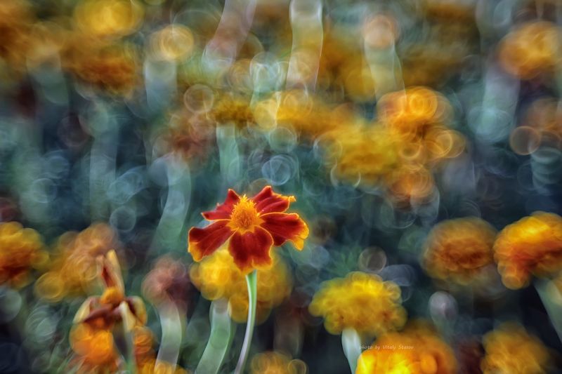 гелиос, гелиос 44-2, макро, боке, природа, сад, цветы, helios 44-2, macro Бархатцы и кружева старой линзы фото превью
