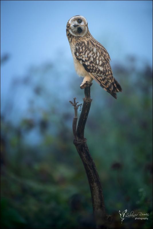 * * * фото превью