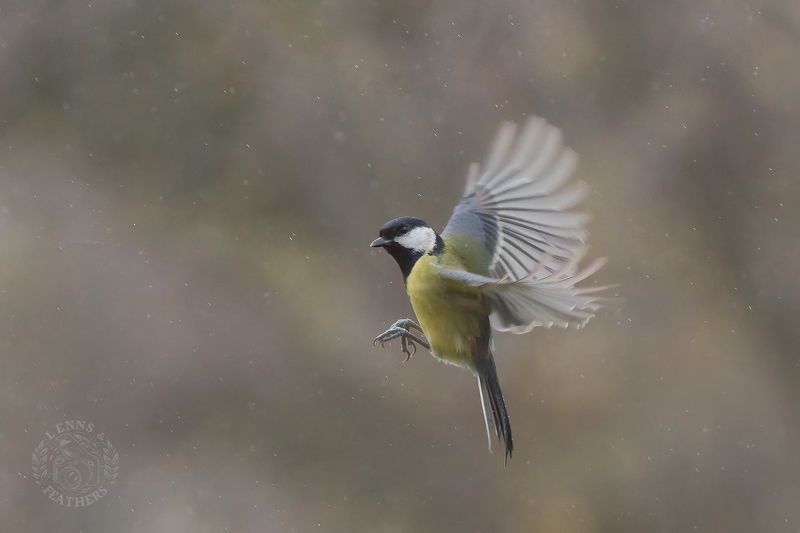 Большая синица - Lens and Feathers фото превью