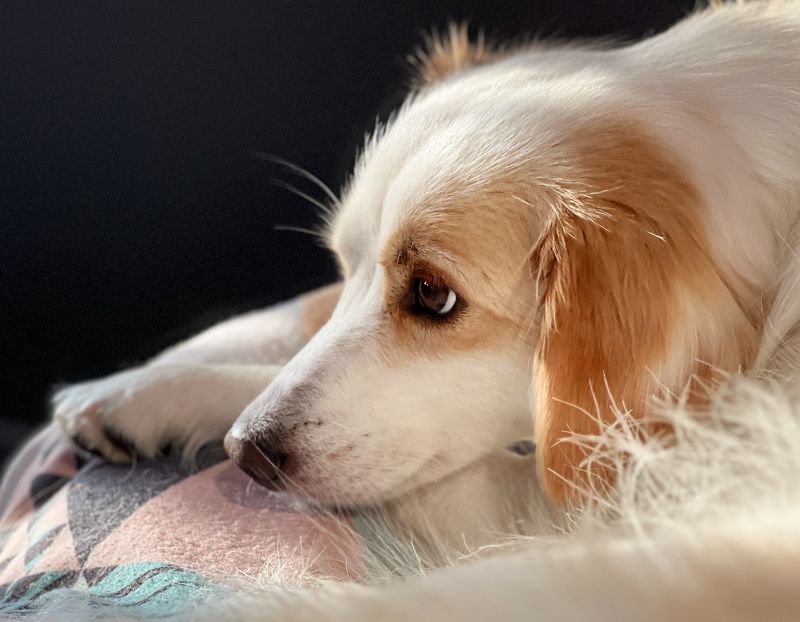 собака, питомец, пес, животные Софи фото превью