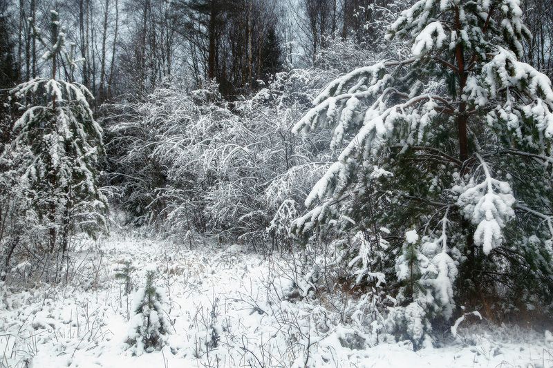 Под белым белым покрывалом... декабря ) фото превью