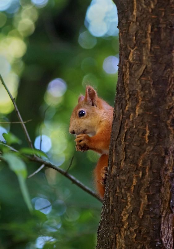 *** фото превью