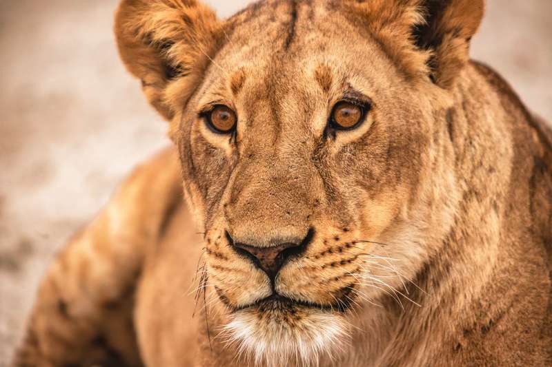 КИСА фото превью