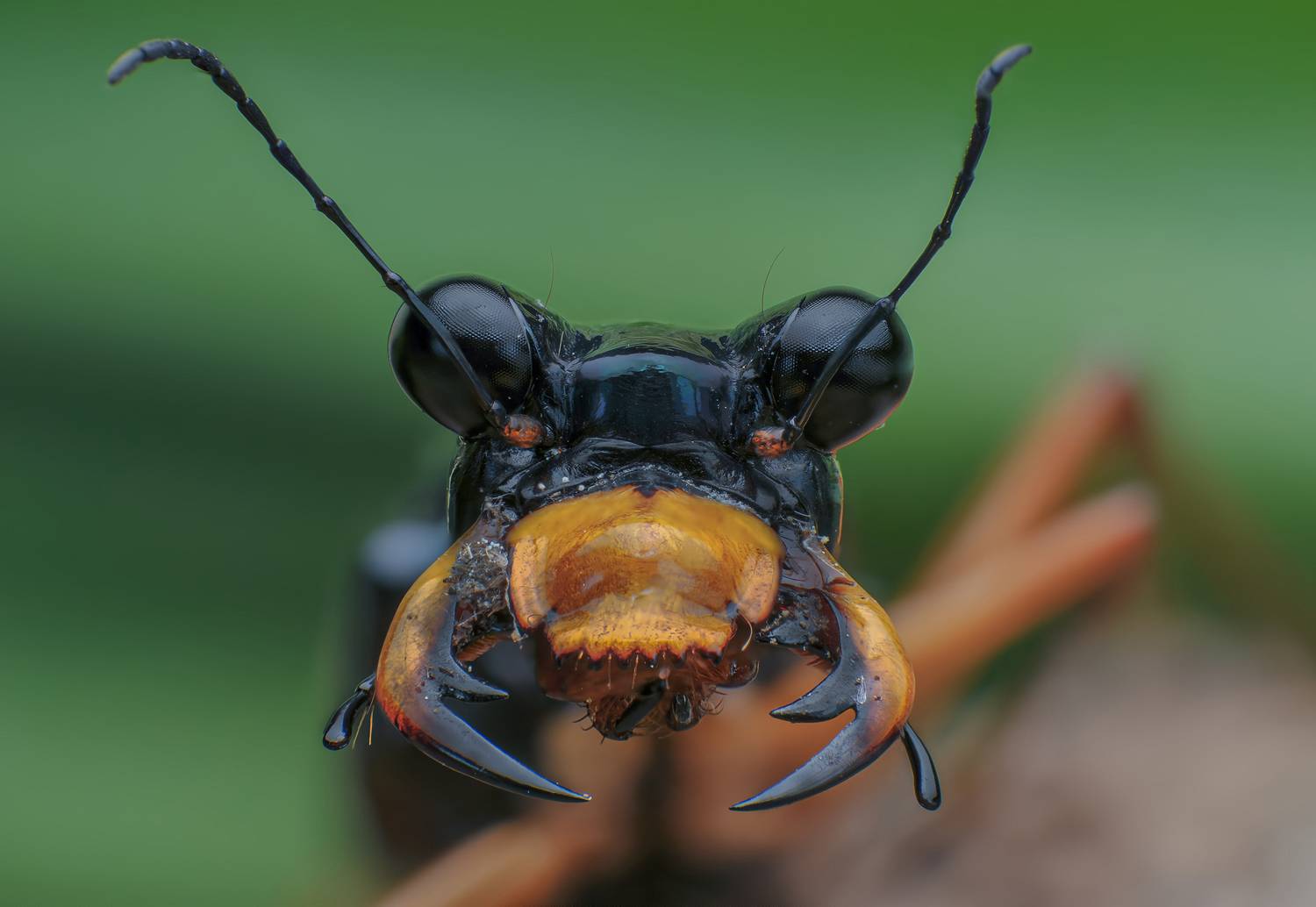 macro, insect, closeup, nature, bugs, Celis Norman
