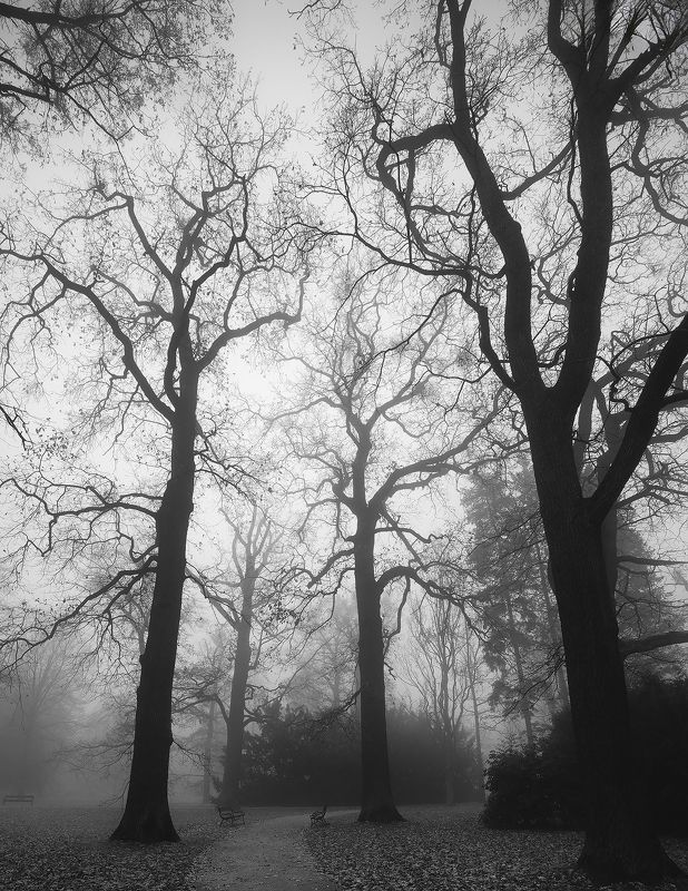 Fog фото превью