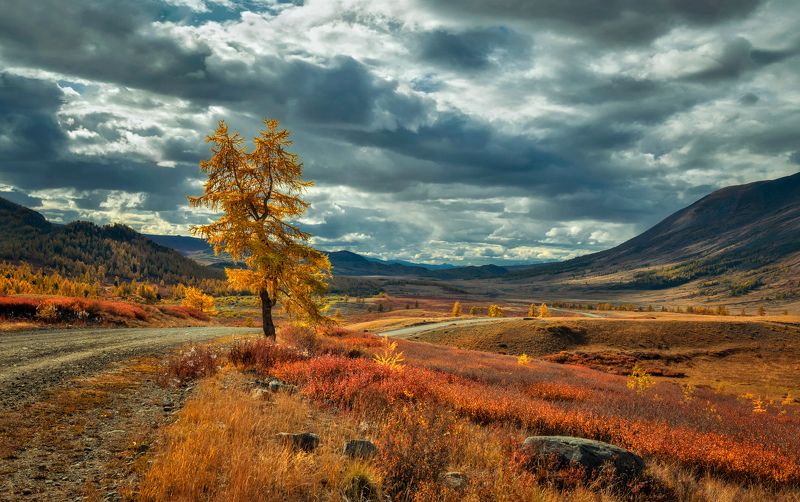 горный алтай,сентябрь,дорога,одинокая лиственница,заросли карликовой берёзки Та,которая ждёт... фото превью
