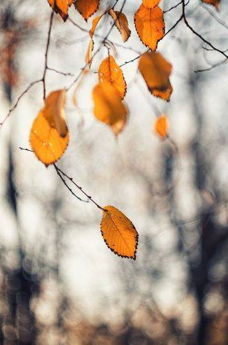 Об осени, ставшей легендой моей.