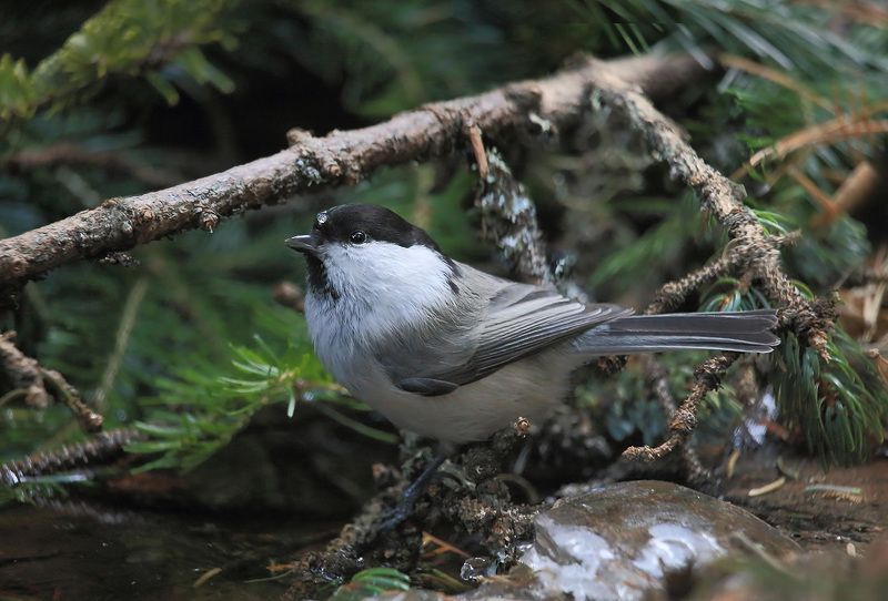 синица Синица с капелькой фото превью