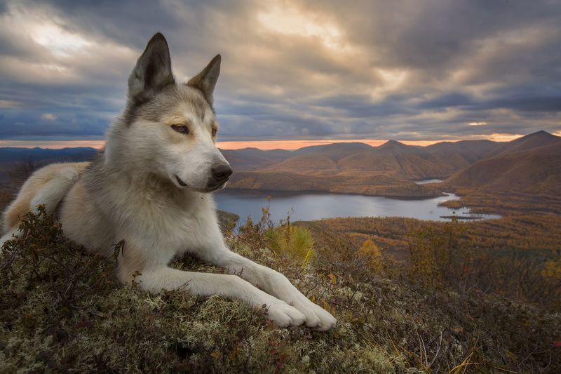 Мой друг Кемюс. фото превью