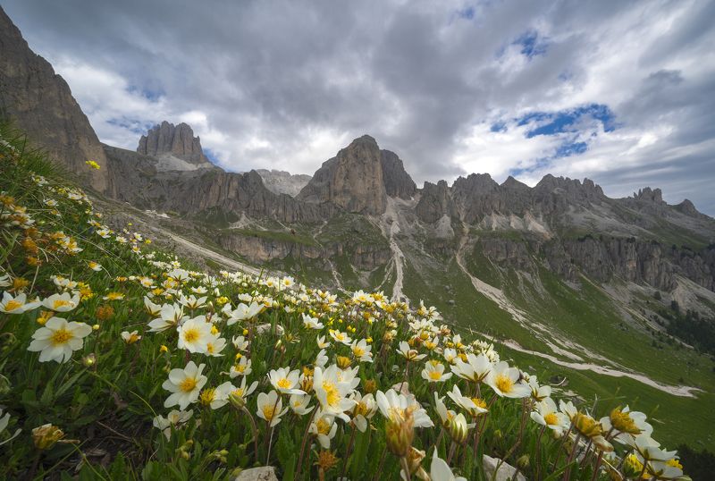 Italy, dolomiti, mountain, mountains, landscape, flowers,  Flower фото превью