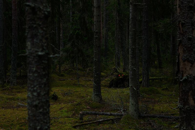 art, forest, autumn, tales Tales of the Karelian Isthmus фото превью