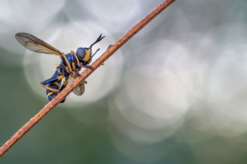 На шабаш со своею мелой фото превью