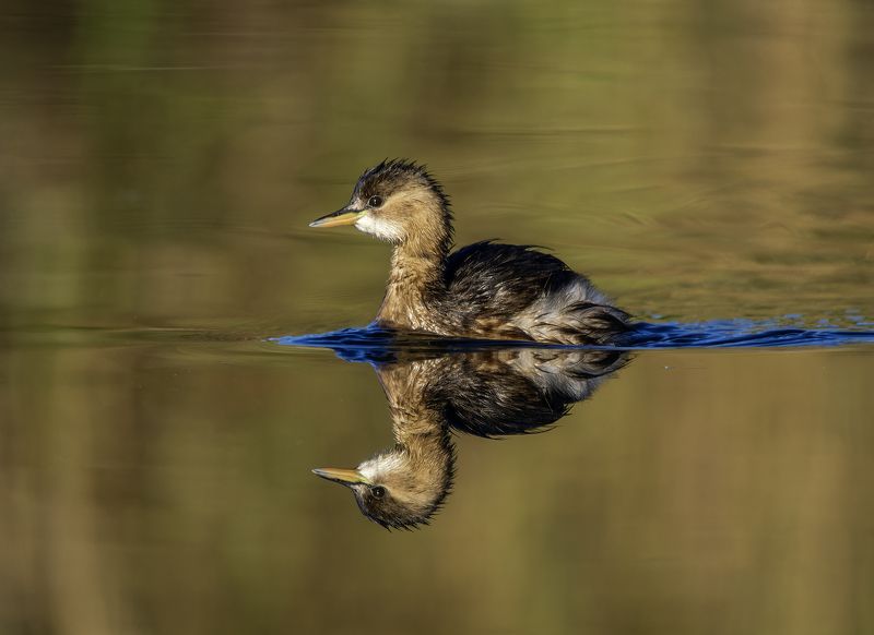 Малая поганка. фото превью