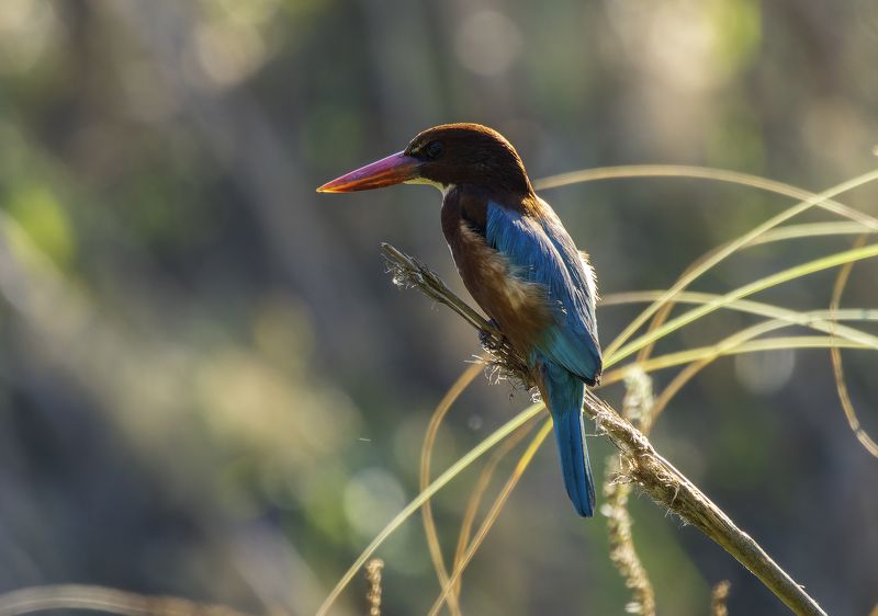 Красноклювая альциона. фото превью