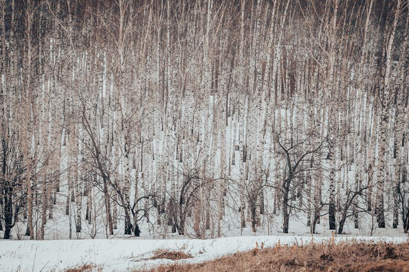 лес Лес фото превью