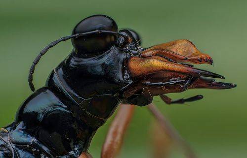 Tiger Beetle