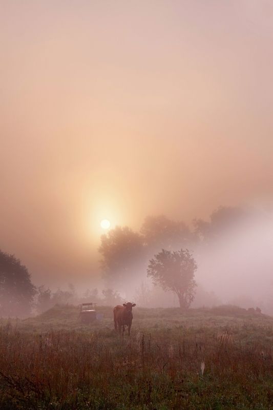 morning,mist,cow,well Landscape with a cow фото превью