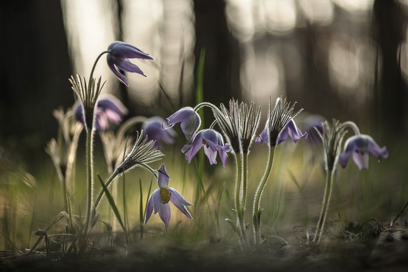 сон трава, россия, весна, апрель, воронеж, красота, nikon d 850, сны, carl zeiss makro-planar t* 100mm f/2 zf.2 Мгновения снов... фото превью