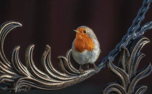 Пернатая охрана