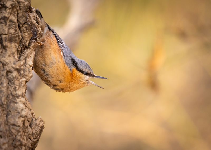 Nuthatch фото превью