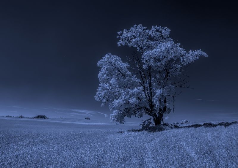 В лунном полдне фото превью