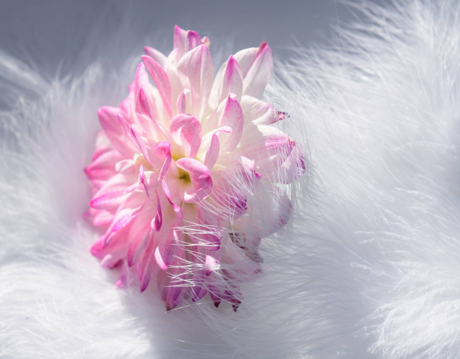 , Божена Пучко