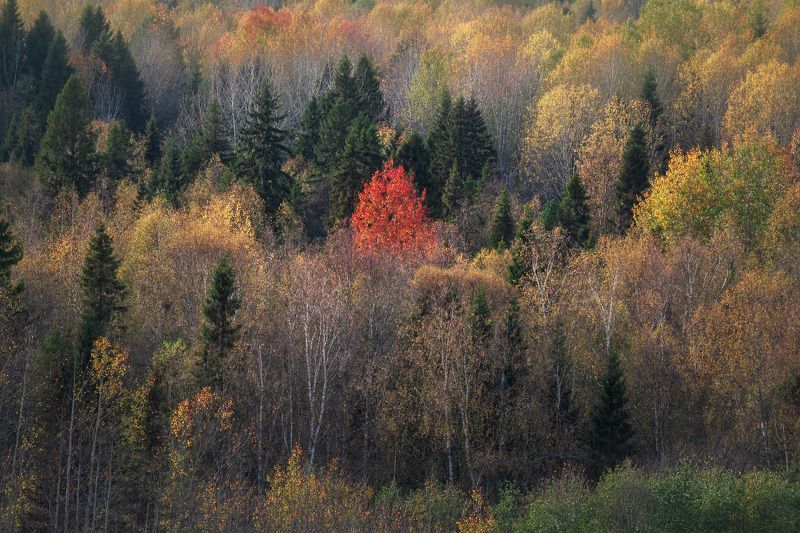 Волшебные краски осени фото превью