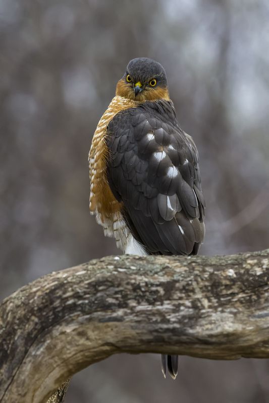 природа Ястребы перепелятники фото превью