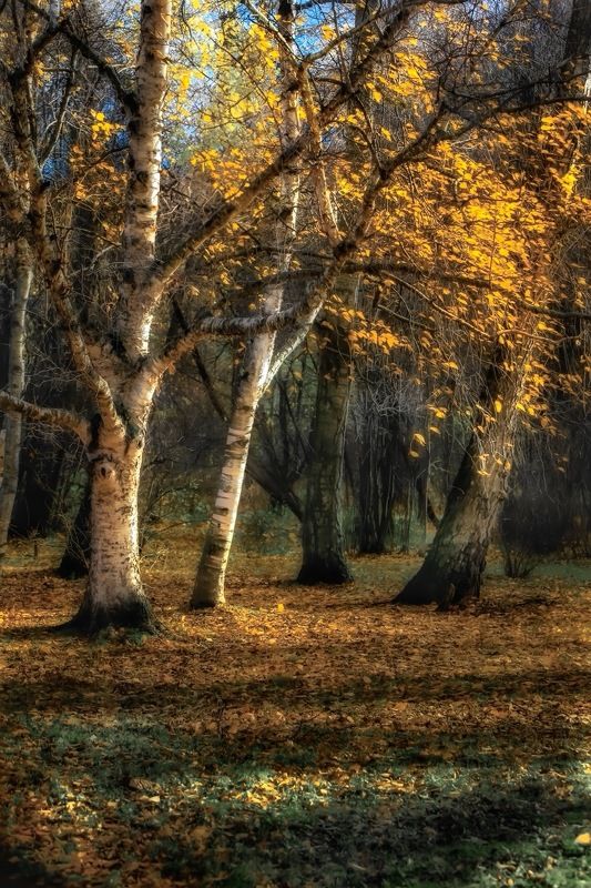 пейзаж, landscape, nature, природа, осень, autumn, золотаяосень, goldatum, лес, forest *** фото превью