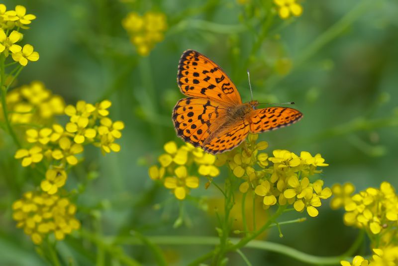 Бабочки фото превью