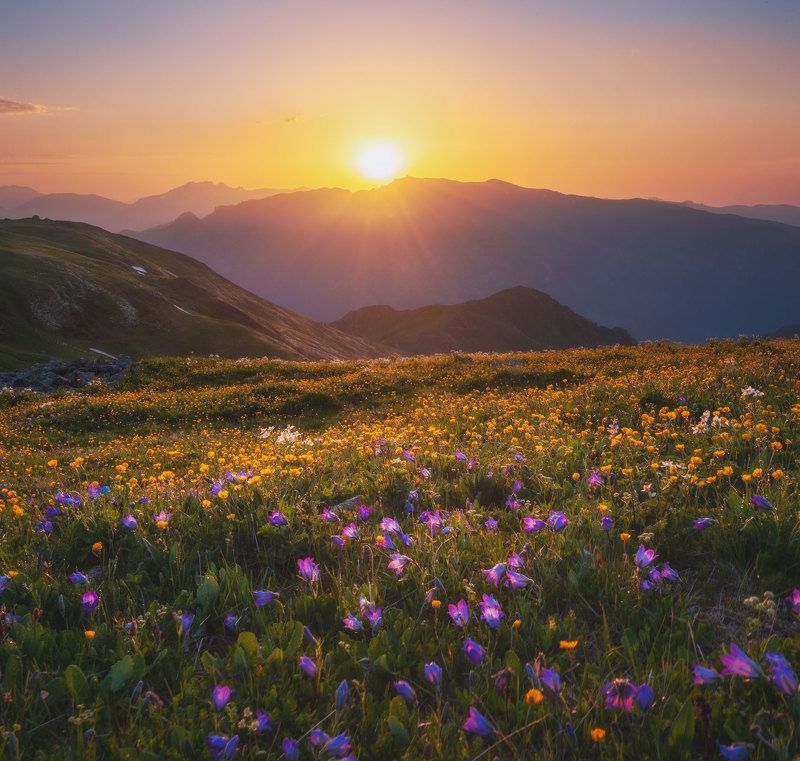 закат, солнце, цветы, горы Закат цветочного Магишо! фото превью