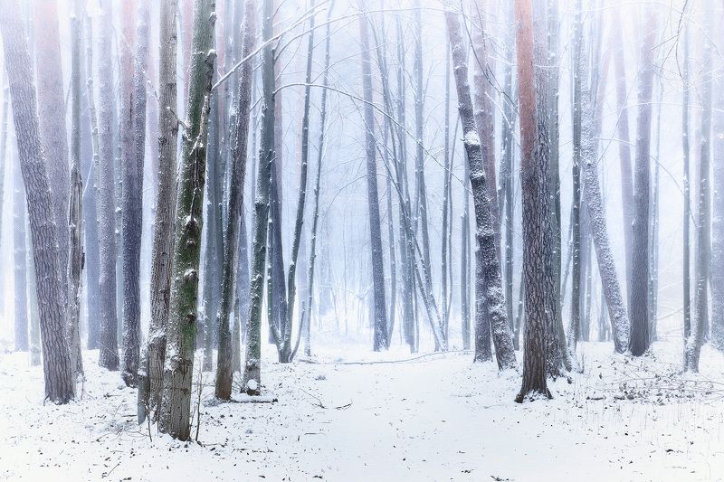 зима, лес, снег В зимнем лесу фото превью
