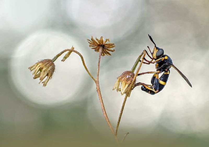 Муха фото превью