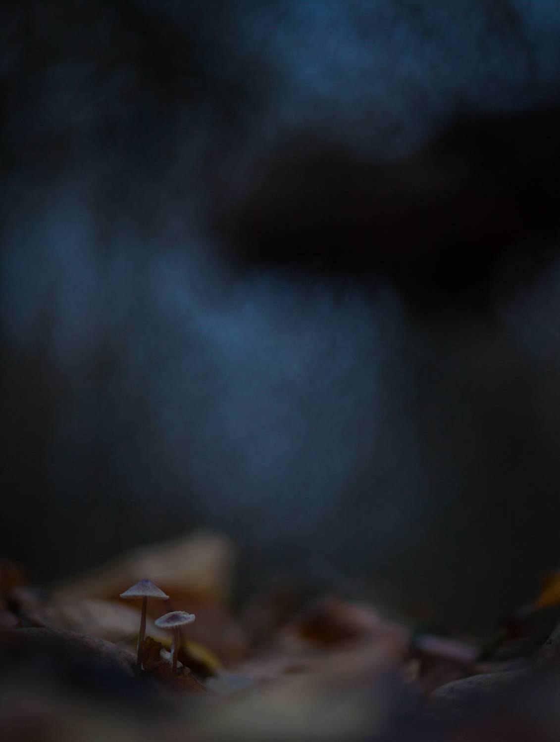 , Викулов Николай