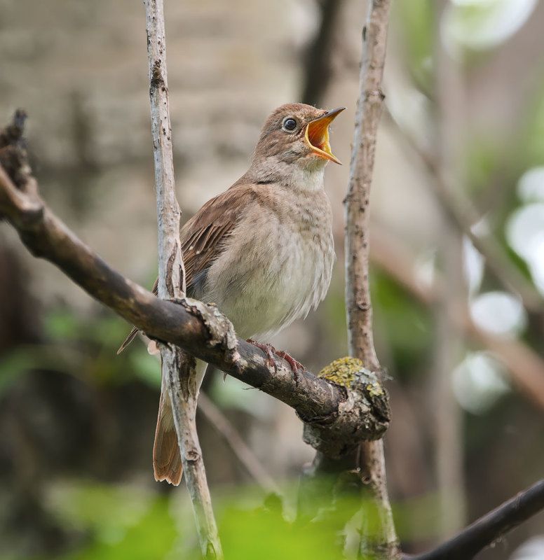 птицы, соловей Соловушка фото превью