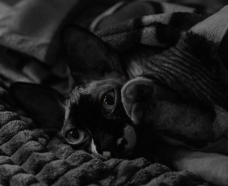 кошки  ночь  У нас уже ночь  фото превью