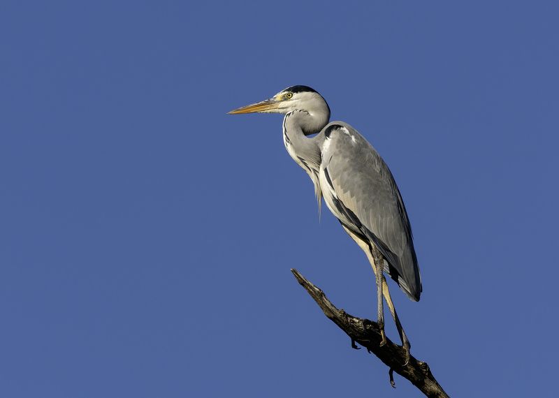Большая голубая цапля. фото превью