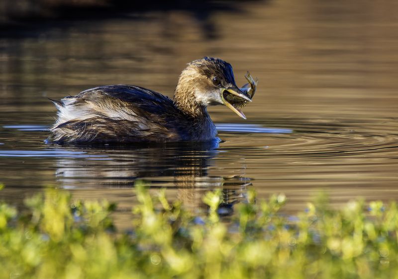 Малая поганка. фото превью