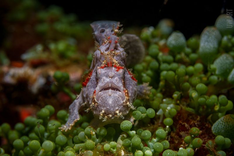 По широкому пройду лугу  фото превью