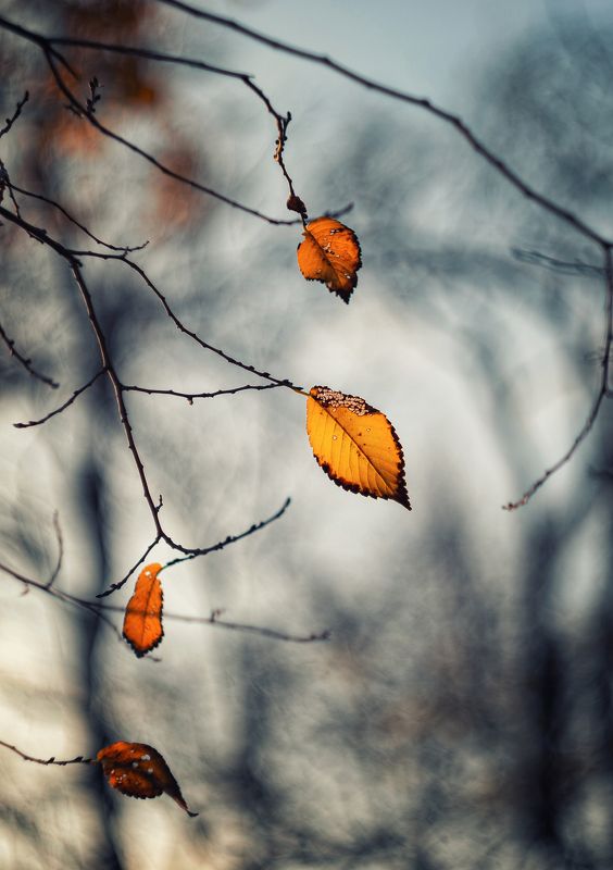 Золоченные брызги померкшей осени. фото превью