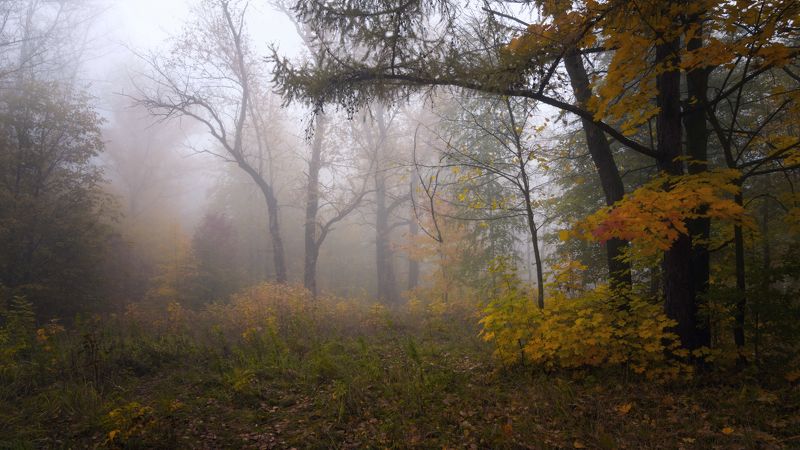 осень  деревья туман Октябрьское утро фото превью
