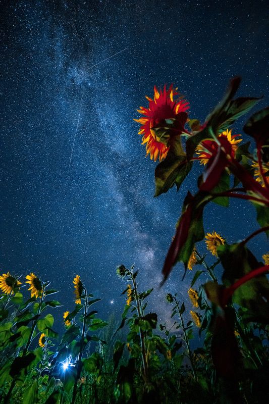млечный путь, подсолнух, казахстан Подсолнухи фото превью