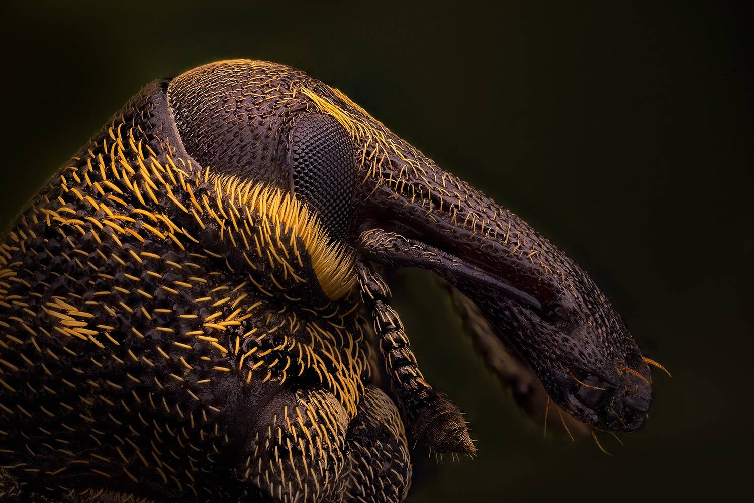 coleoptera, curculionoidea, hylobius abietis, долгоносик сосновый большой, didysis pu&scaron;inis straubliukas, Kavaliauskas Eugenijus