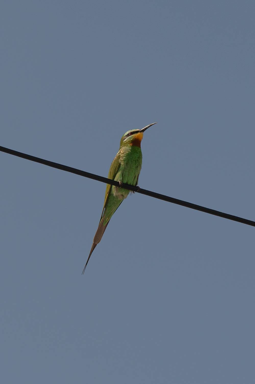птица, зеленая птица, Светлана Зимина