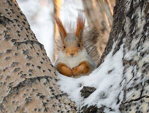 КУПЧИХА без самовара (3 ФОТО)