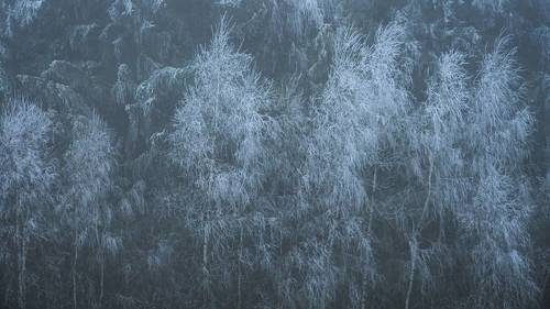 Frozen trees