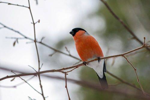 Снегирь (Pyrrhula pyrrhula)