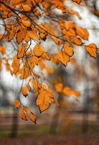 Золоченные брызги померкшей осени.