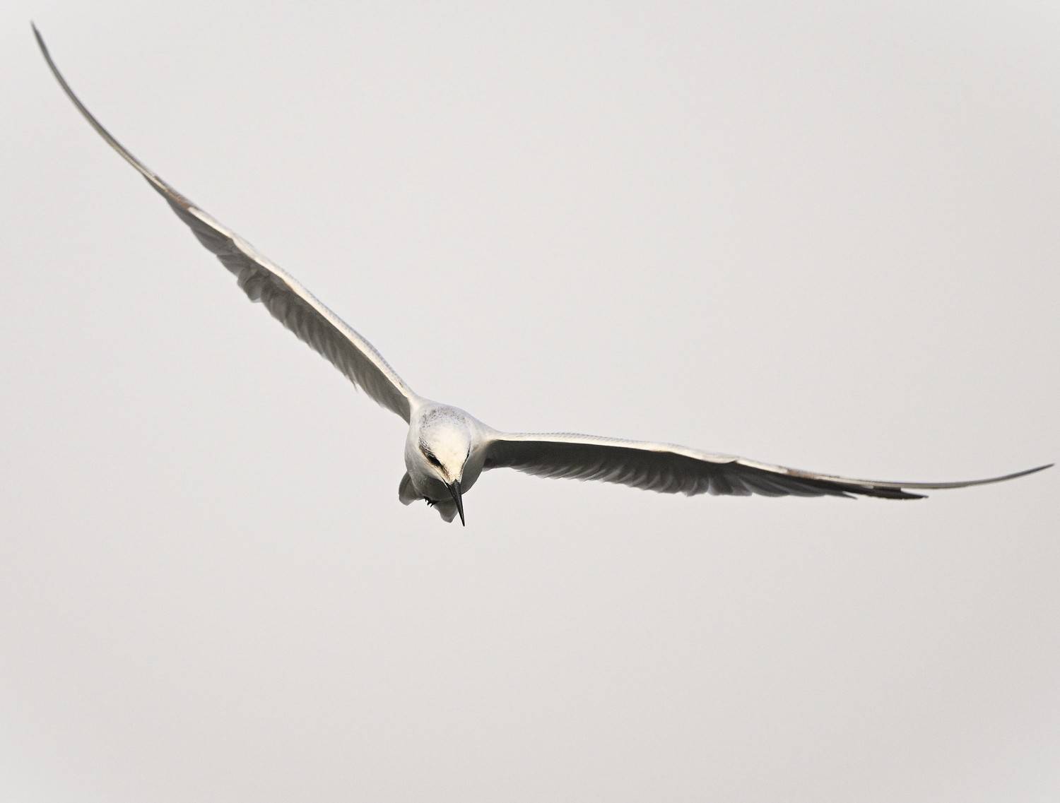 closeup, bird, birds, wild, wings, beauty, nature, swan, feather, spread, little sparrow,animal,animals,nikon,tailorbird,portraitm,eyes,eagle,kite,flying,sky,prey, G N RAJA